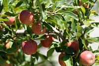 Apple branch, fruit tree. Original public domain image from Flickr