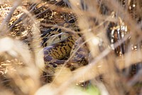 Gopher Snake