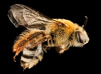 Peponapis pruinosa bee, female, right side.