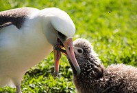 Albatross on Midway Atoll