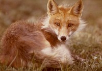 Red fox. Original public domain image from Flickr