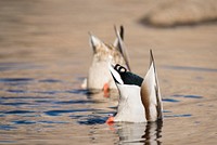 Mallards in water