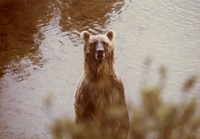 Brown bear. Original public domain image from Flickr