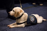 Agricultural specialty dog Calan rests on the floor as U.S. Customs and Border Protection, Office of Field Operations, Agriculture Specialist Kristi Currier talks to lawmakers during testimony before the House Homeland Security Oversight and Management Efficiency Subcommittee in a hearing on "critical canine contributions to the DHS mission" in Washington, D.C., May 18, 2017.