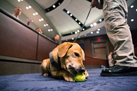 House Homeland Security subcommittee hearing on ‘critical canine contributions to the DHS mission’ – Oversight and Management Efficiency Subcommittee hearing on ‘From the Border to Disasters and Beyond: Critical Canine Contributions to the DHS Mission’, with testimony from Customs and Border Protection Canine Training Program Director Damian Montes; Transportation Security Administration Threat Assessment Division Director Melanie Harvey; U.S. Border Patrol Acting Deputy Chief of Law Enforcement Operations-Specialty Programs Peter Jaquez; Department of Homeland Security Science and Technology Directorate Homeland Security Advanced Research Projects Agency Director Dr Patrick Carrick; and Urban Search and Rescue-Florida Task Force Canine Search Specialist and Team Veterinarian Dr Jennifer Brown Location: HVC-210, U.S. Capitol, Washington.