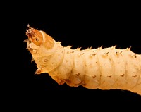 Small hive beetle larvae, insect macro photography.