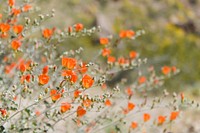 Globemallow flower background