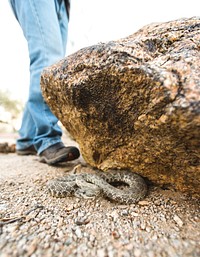 Rattlesnake under stone