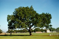 City logo oak tree, Burgess Park (May 1961).