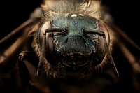 Mason bee, Osmia felti, female, face shot.