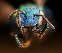 Osmia bee, metallic blue faceshot. 