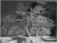 Trees with Snow on Branches, Apple Orchard, Yosemite, California. Original public domain image from Flickr