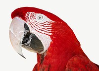 Red Macaw bird collage element psd