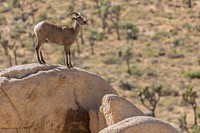 Bighorn Sheep