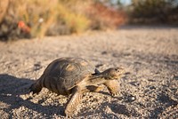 Baby desert tortoise