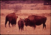 Buffalo in Meadow on Bell Ranch. Original public domain image from Flickr