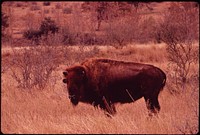 Buffalo on Bell Ranch. Original public domain image from Flickr