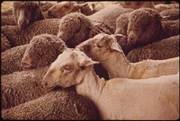 Group of sheep on the farm. Original public domain image from Flickr