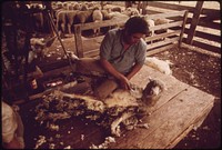 Sheep Being Sheared on a Ranch near Leakey, Texas, and San Antonio 05/1973. Original public domain image from Flickr