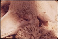 Closeup of a Sheep's Head on a Ranch near Leakey, Texas, and San Antonio. Original public domain image from Flickr