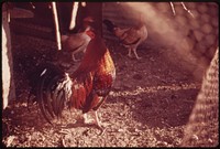 Gamecocks Raised for Fighting near Leakey, Texas, and San Antonio. Original public domain image from Flickr