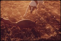 A Dog Attacks an Armadillo on a Farm near Leakey, Texas near San Antonio, 12/1973. Original public domain image from Flickr