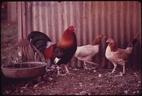 Gamecocks on a Farm near Leakey, Texas, and San Antonio, 12/1973. Original public domain image from Flickr