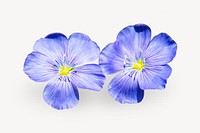Blue flax flower isolated design