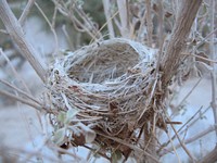 Empty nest  made of twigs