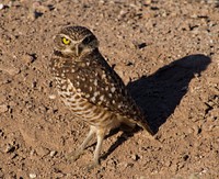 Burrowing Owl bird