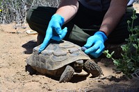 Desert tortoise