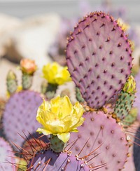 Dollarjoint Prickly Pear cactus flower