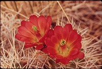 Fishhook Cactus Blossoms, 05/1972. Original public domain image from Flickr