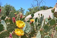 Tulip Prickly Pear cactus flower