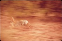 Desert Cottontail. Original public domain image from Flickr