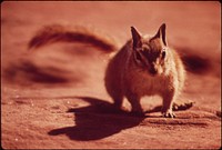 Chipmunk at Campground of Dead Horse Point State Park, 05/1972. Original public domain image from Flickr