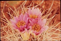 Fishhook Cactus Blossoms, 05/1972. Original public domain image from Flickr