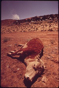 Dead Livestock Left near Moab City Dump. Carcasses Are Not Allowed in the Dump, 05/1972. Original public domain image from Flickr