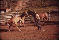 At the Oldlands' Summer Cow Camp, 15 Miles South of Their Piceance Creek Ranch. Three Generations of Oldlands Have Ranched Here, 07/1973. Original public domain image from Flickr