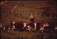 At the Oldlands' Summer Cow Camp, 15 Miles South of Their Piceance Creek Ranch. Three Generations of Oldlands Have Ranched Here, 07/1973. Original public domain image from Flickr