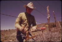 Fence Mending at the Oldlands' Summer Cow Camp, 15 Miles South of Their Piceance Creek Ranch. Three Generations of Oldlands Have Ranched Here, 07/1973. Original public domain image from Flickr