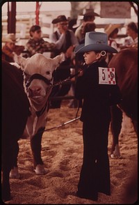 Garfield County Fair. Judging Livestock Raised by Youngsters in the 4-H Program, 09/1973. Original public domain image from Flickr