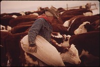 Frank Starbuck, Last of the Old Time Ranchers near Fairview Manages a Spread of 1300 Acres and 400 Head of Cattle. He Does It Alone Because It Is Too Difficult and Expensive to Get Help, 10/1972. Original public domain image from Flickr