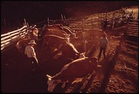 At the Oldlands' Summer Cow Camp. the Oldlands Have Ranched the Piceance Creek Area for Three Generations, 07/1973. Original public domain image from Flickr