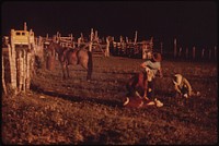 Three Generations of Oldlands Have Ranched on Piceance Creek. in the Summer They Move 15 Miles South to Their Cow Camp, and Their Cattle Graze on Higher Lands Owned by the Bureau of Land Management and Private Oil Companies, 07/1973. Original public domain image from Flickr