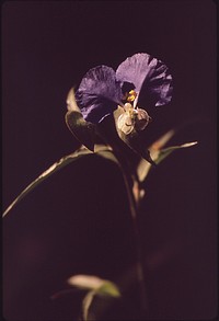 Purple flowers. Original public domain image from Flickr