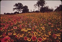 Field of Flowers. Original public domain image from Flickr