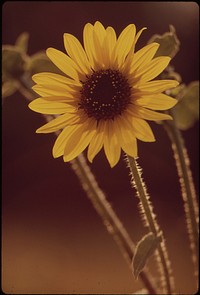 Sunflowers. Original public domain image from Flickr
