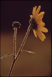 Sunflower. Original public domain image from Flickr