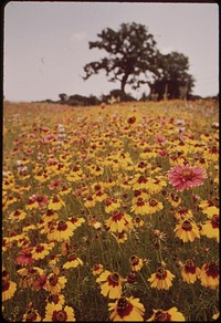 Flower meadow in Llano, Texas. Original public domain image from Flickr
